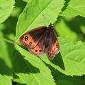 IMG_5998_Scotch_Argus.JPG